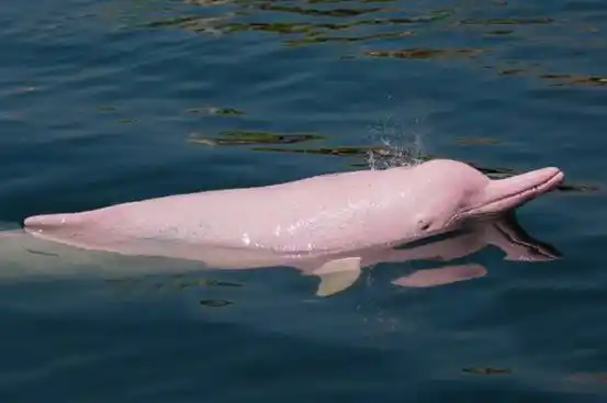 是新物种吗厦门海域发现一只金色海豚看起来金光闪闪太美了