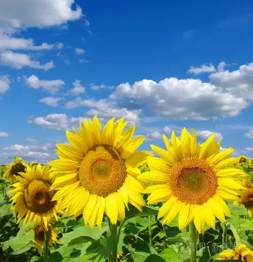 向日葵,葵花( sunflower的名词复数 )照片-正版商用图片01qpyo-摄图新