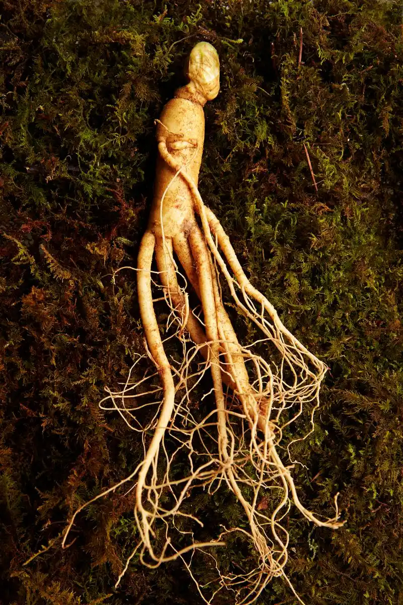 鹿茸的价格非常昂贵,其价格根据鹿茸的产地,品种和质量等因素而有所不