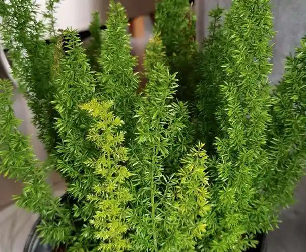 天门冬应该怎么养殖