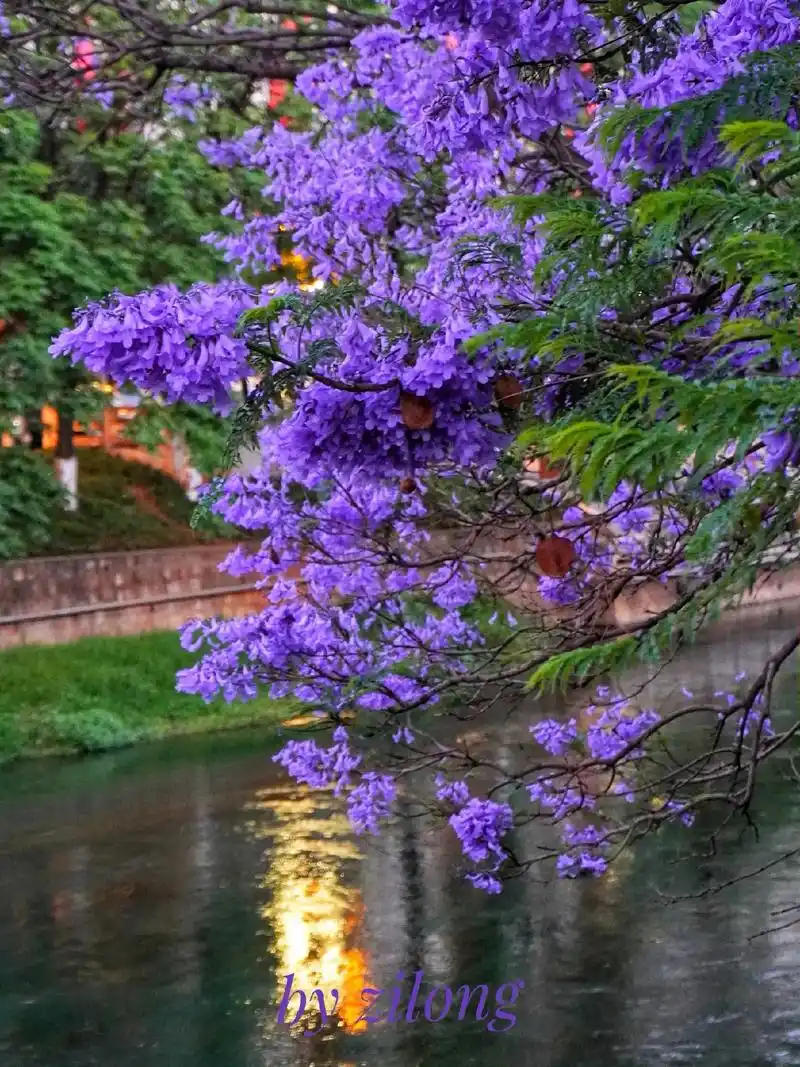 蓝花楹|一树蓝花万物盛97.拍摄于盘龙江畔 蓝花楹开放说明又 - 抖音