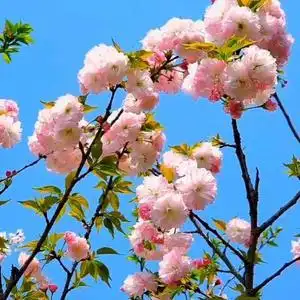 sakura～头像