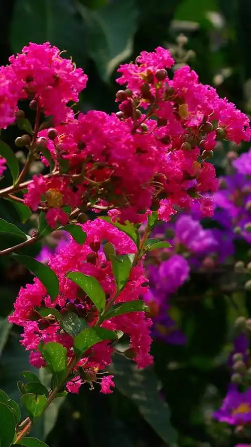 紫薇花开百日红