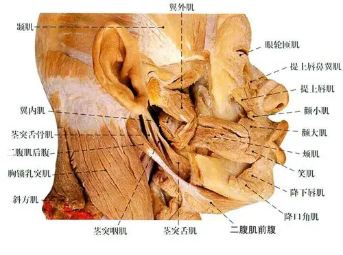 人体咀嚼肌解剖示意图-人体解剖图