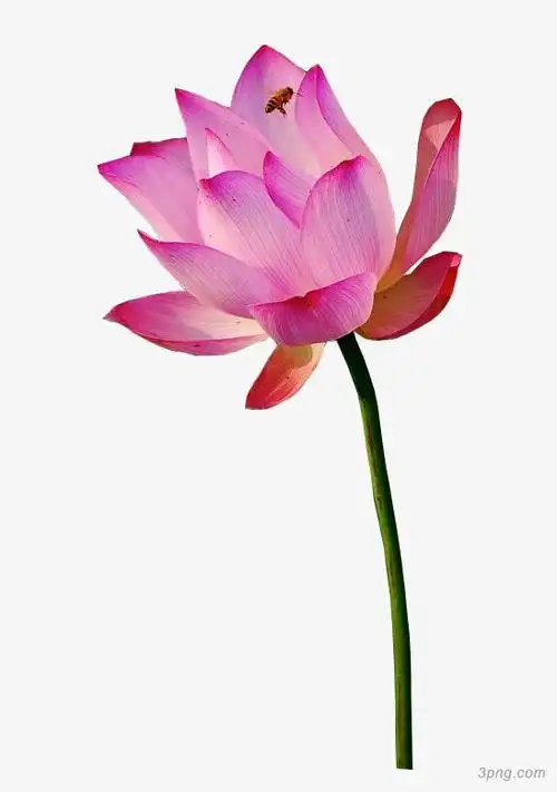 一朵红色荷花png素材透明免抠图片-产品实物