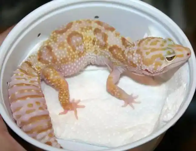 雪花类豹纹守宫概要snowedition