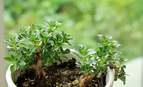 土三七,状态也在恢复中.绿玫瑰一样的芽叶,勃勃生机.