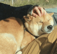 来摸我啊来摸我啊!-搜狐