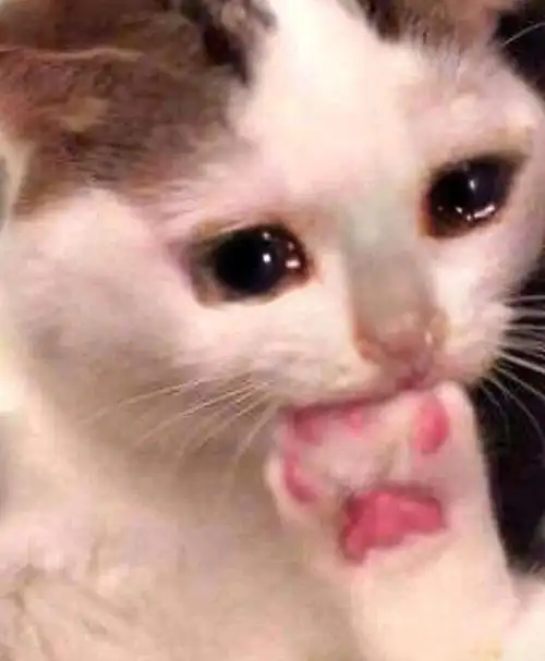 流泪猫猫头表情包