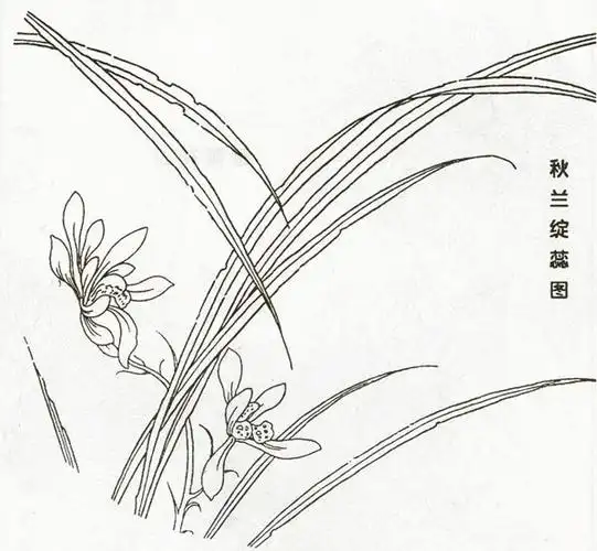 宋代花鸟白描稿欣赏