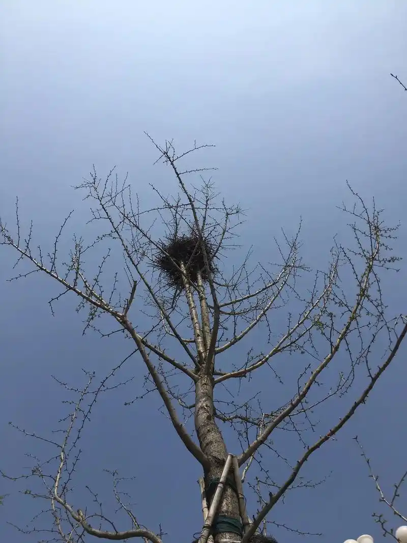 抖音图文来了 :搭建在树上的鸟窝,从来不担心树枝断裂,因为 - 抖音