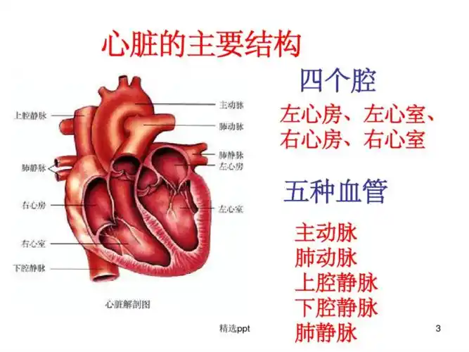 心脏的结构心结构图pdf13页