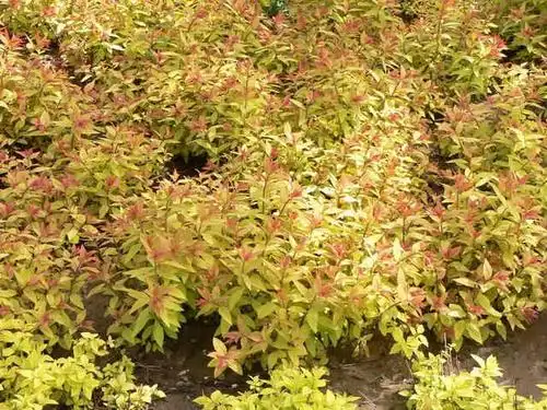 红王子锦带,四季锦带,红瑞木,紫丁香,白丁香,棣棠,木槿,紫薇,紫荆