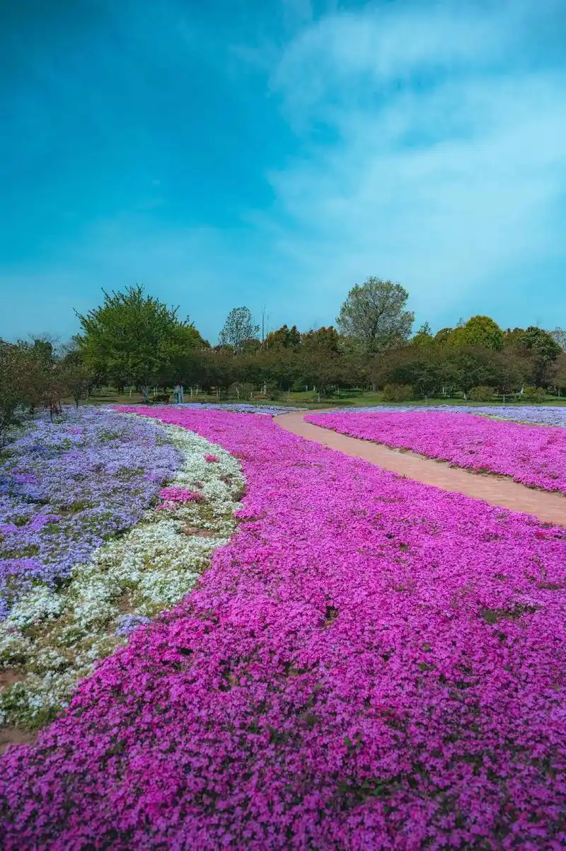 海棠花海浪漫花海.#图文伙伴计划 在这个百花齐放的四月见花, - 抖音