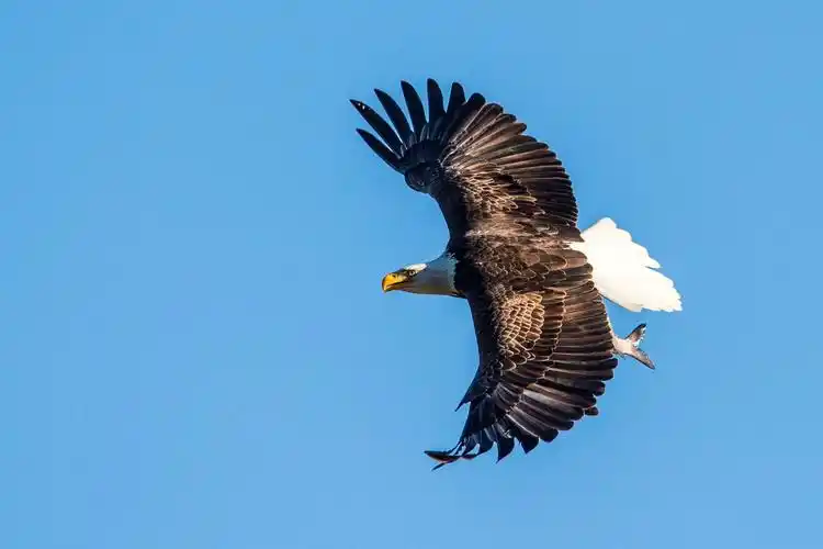 美国国鸟——白头鹰