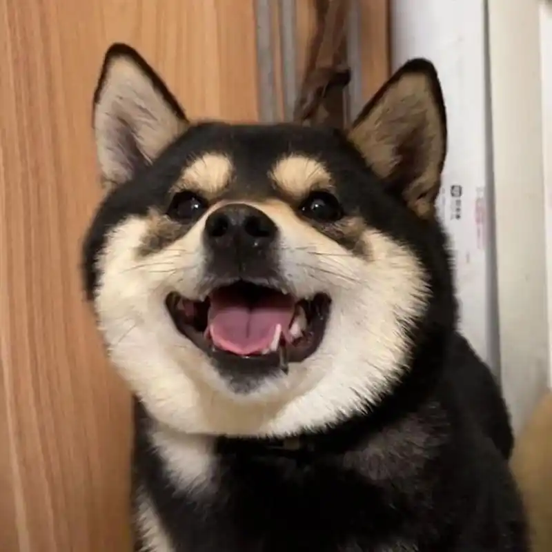 来一波我家小狗表情包