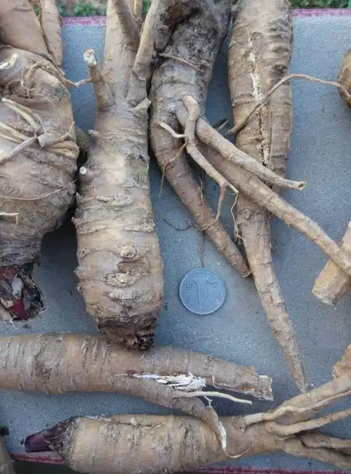 无硫白芷 选个 产地 安徽亳州药市一级货 库存10吨