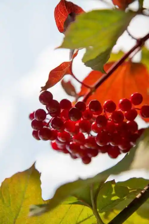 红色浆果高清图片,高清图片,免费下载 - 绘艺素材网