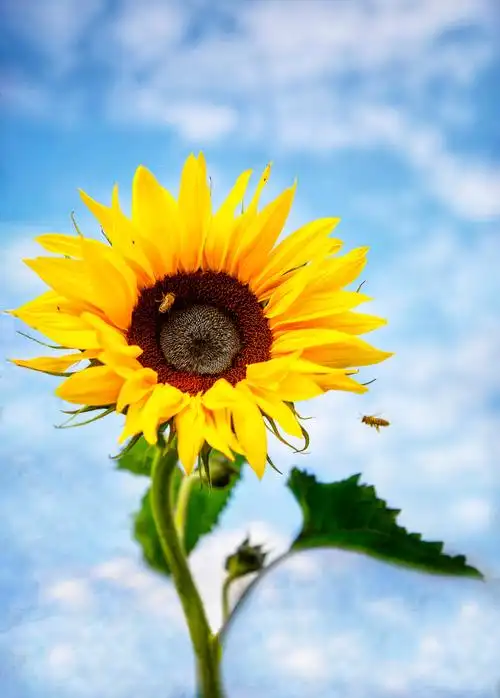 向日葵俗称向阳花,在人们心中象征着乐观,积极,向上,正直和阳光,是一