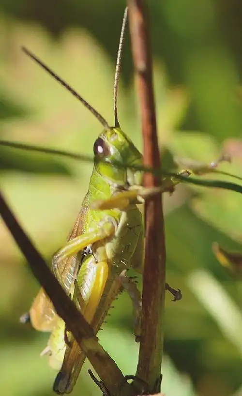 寒露时的一只蚂蚱 文‖夏牧