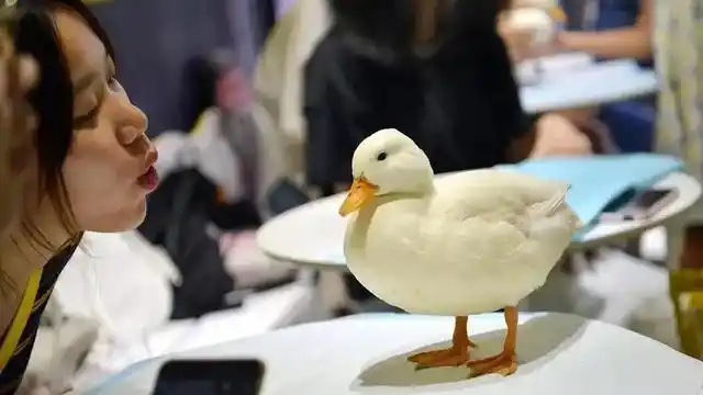 作者:南海看云世界上很多东西,本来是非常便宜的与普通的,但是在某些