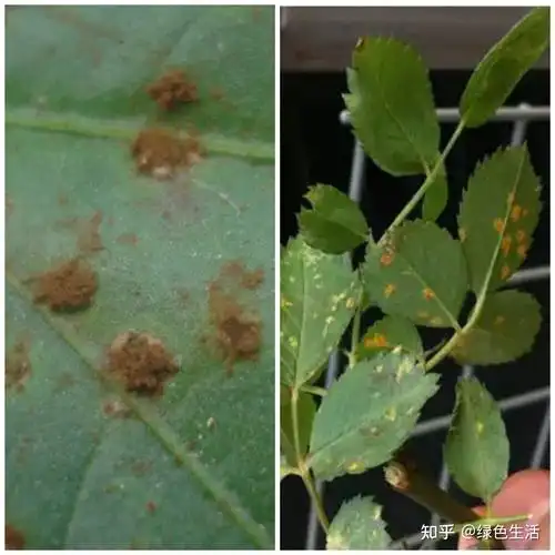 病虫害图鉴月季常见病虫害