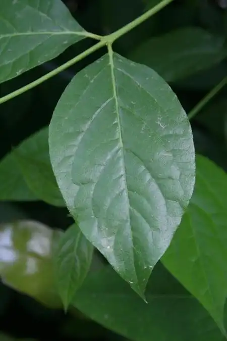 又到一年梅花开小编教你看叶片识腊梅