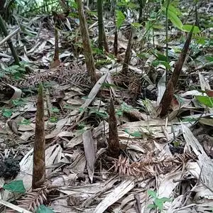 新鲜刺竹笋现挖带壳嫩笋手剥细笋野生小笋清脆冬笋食用蔬菜泡酸笋