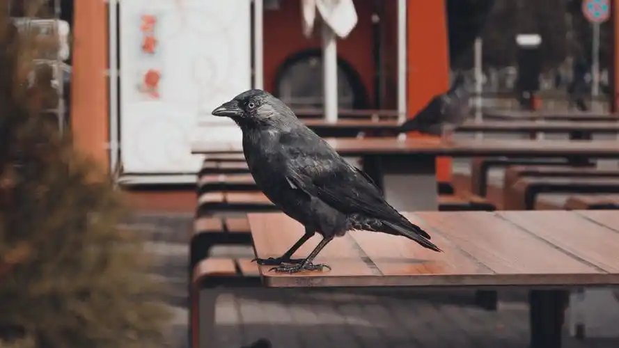 黑色的乌鸦图片大全-动物壁纸-高清动物图片-第7图-娟娟壁纸