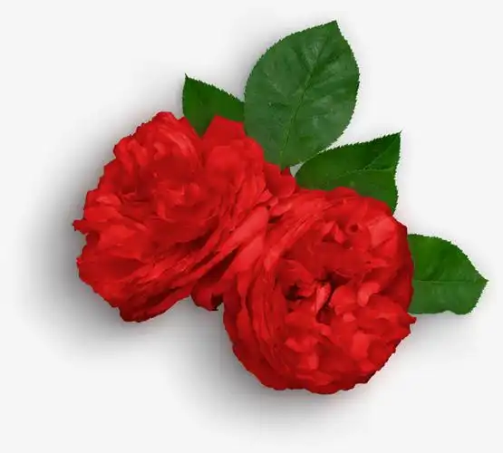 两朵艳丽的绿叶衬托玫瑰花