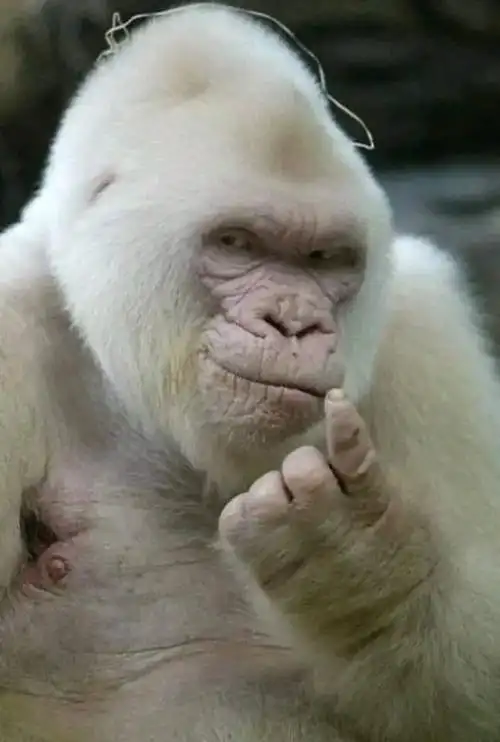 他的皮毛是白色的,眼睛是蓝色的,皮肤是粉红色的.