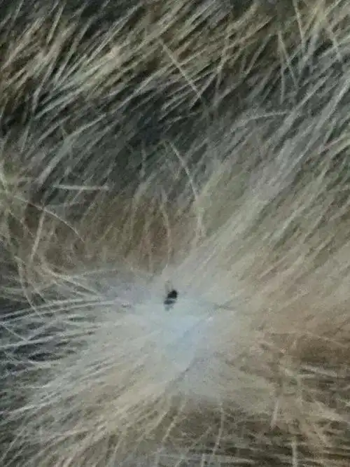 猫咪身上出现黑色小虫子,用什么药