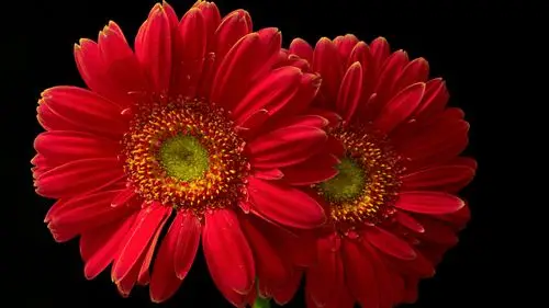 壁纸 红色的大丁草花,黑色的背景