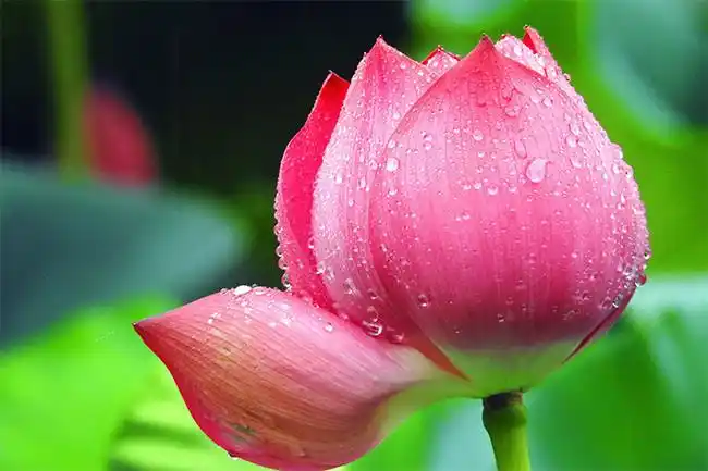 带水珠的荷花花苞高清图片素材