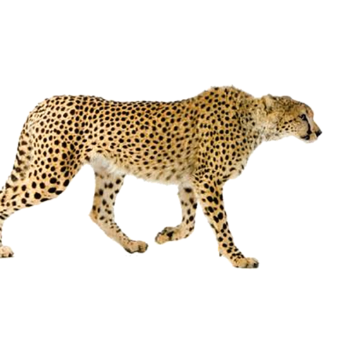 豹子动物免抠图png格式素材