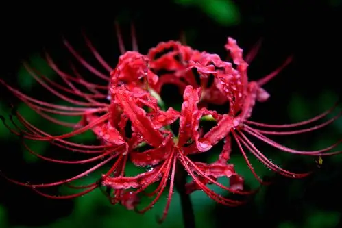 枫叶的博客博客—彼岸花