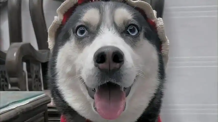 二哈是颜值与智商并存的狗,它总以为自己智商高不太愿意服从主人