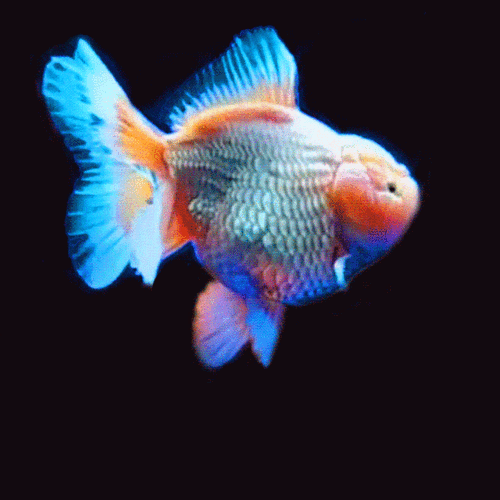 漂亮的金鱼gif表情