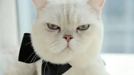 猫咪都会"眼神杀",一个眼神告诉你谁才是大佬
