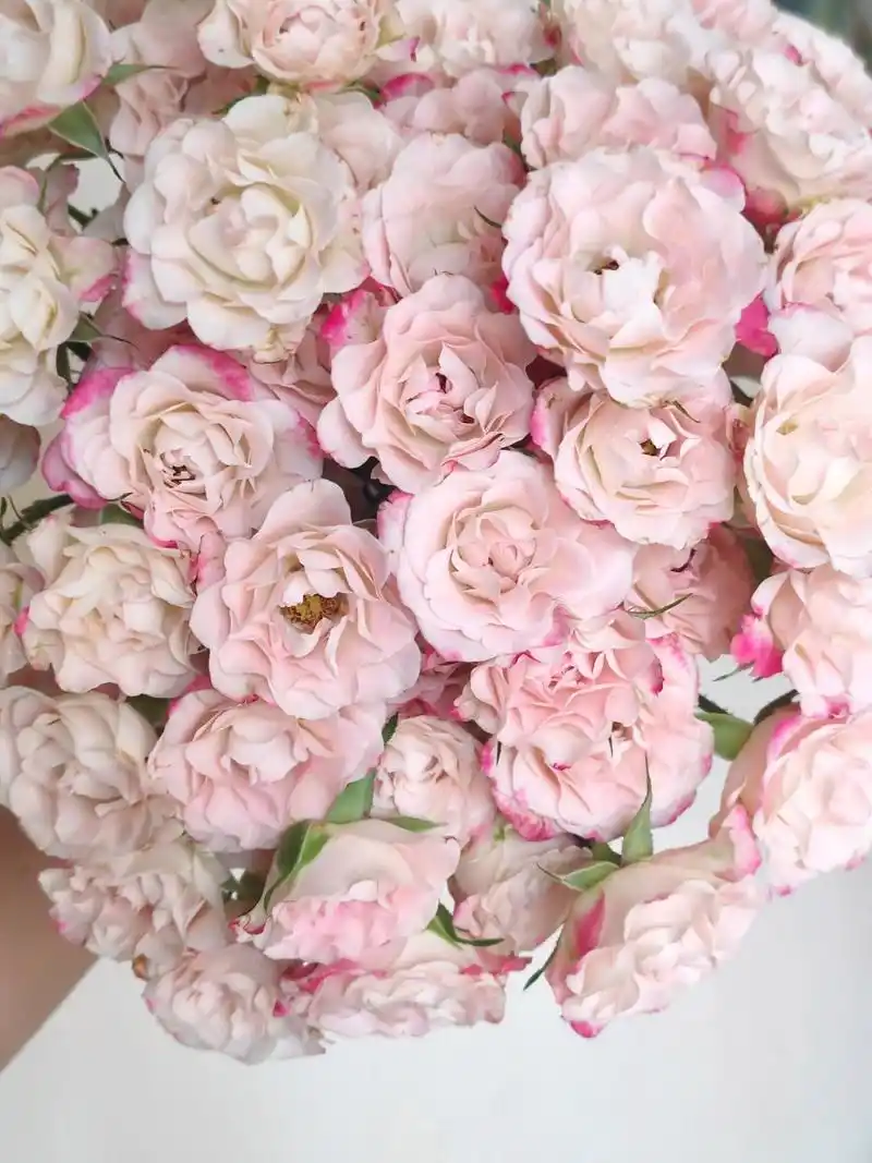 折射泡泡玫瑰|好开又耐养,多头杀手必选 折射泡泡玫瑰样子不算很高