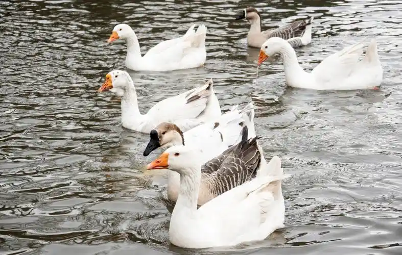 鸡鸭鹅同样都是农村家禽为何大多都是养鸡鸭却很少人养鹅