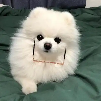 蠢萌可爱的狗狗头像图片 男生女生都可以用的狗狗头像_动物头像_美头