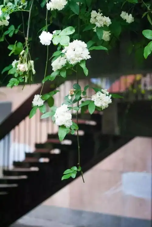 又遭刷屏了成都街头的七里香一开都成了诗人