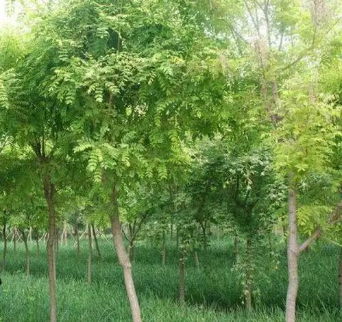 洋槐和国槐的区别