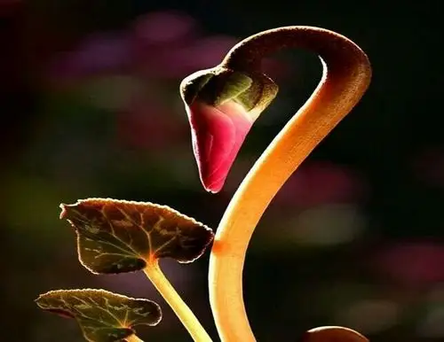 极其罕见的奇花异草,见过三种的算你牛!