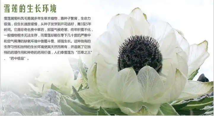 生命像雪莲花一样