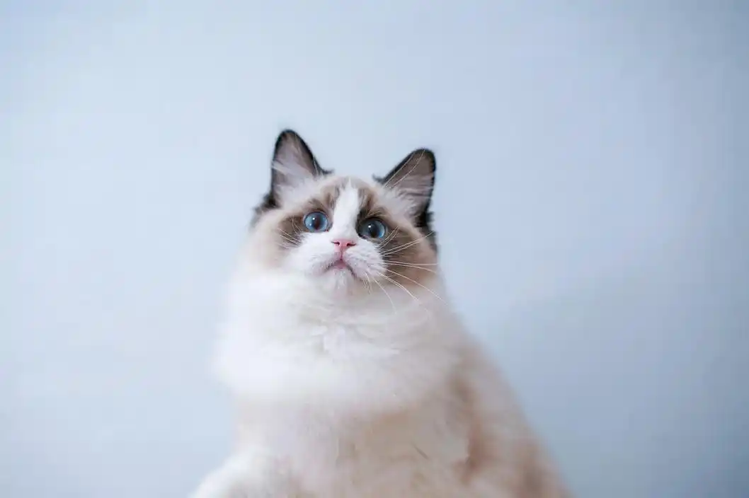 "行走的香奈儿"布偶猫,让人迷上的几大优点