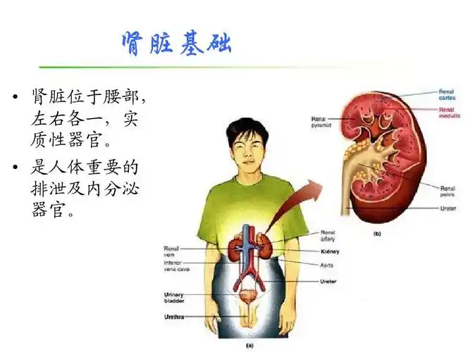 肾脏基础   肾脏位于腰部, 左右各一,实 质性器官.