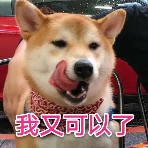 水一些实用的柴犬表情包