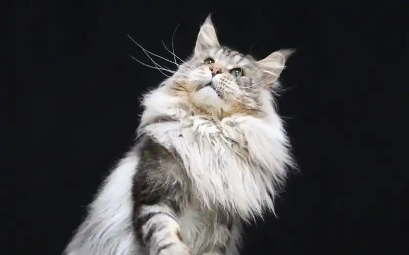 霸气十足的大家伙～温柔的巨人 缅因猫